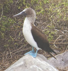 Blue footed booby